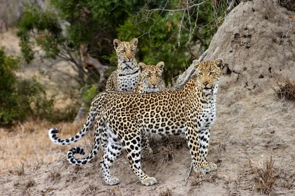 Estos felinos están desapareciendo de la vida salvaje. Estos felinos están desapareciendo de la vida salvaje.