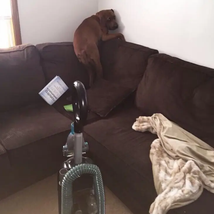 Los 20 Perros más miedosos de todo Internet