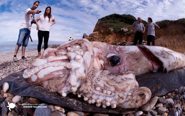 calamar gigante