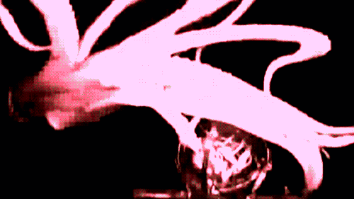 architeuthis dux architeuthis dux