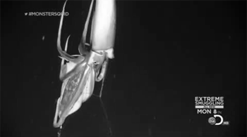 Calamares Gigantes.Los Invertebrados más Grandes del Planeta