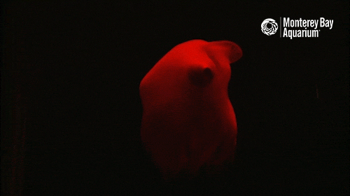 mesonychoteuthis hamiltoni mesonychoteuthis hamiltoni