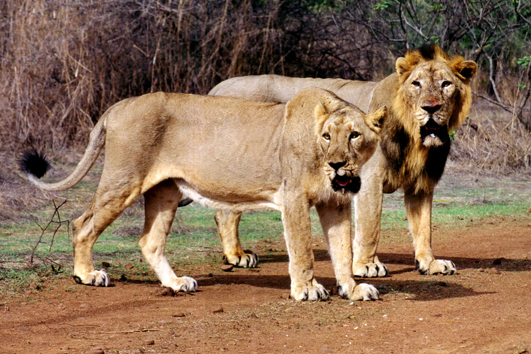 Los ultimos leones de la India