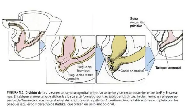 ¿Es posible Embarazo anal? Infórmate!