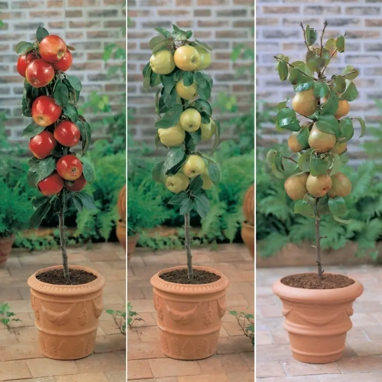 Como cultivar arboles frutales en casa