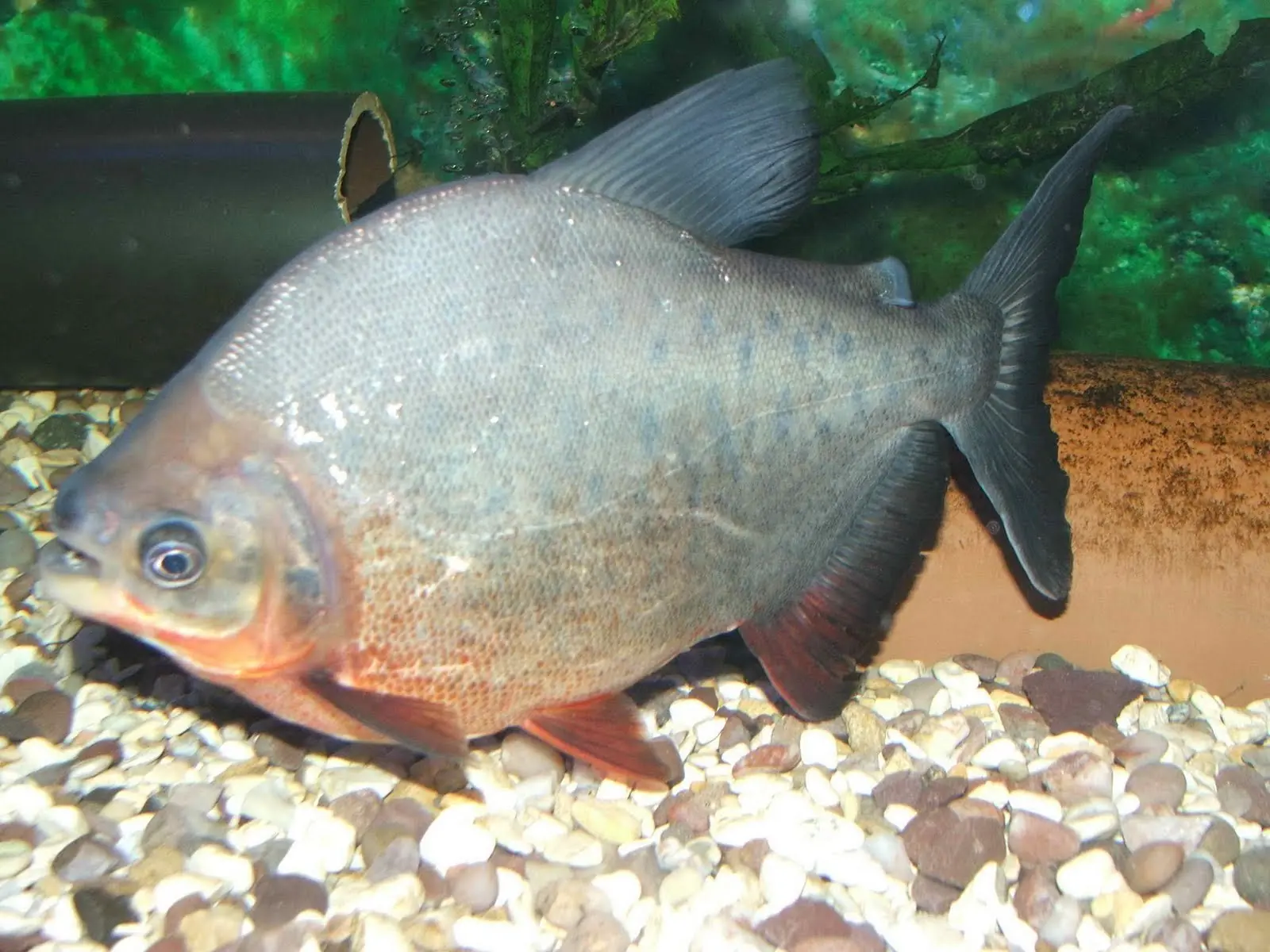 agua