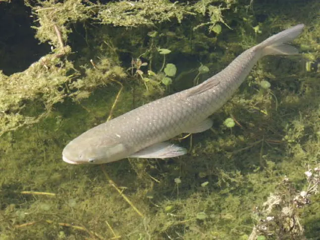 acuicultura