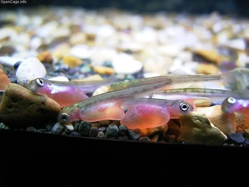peces