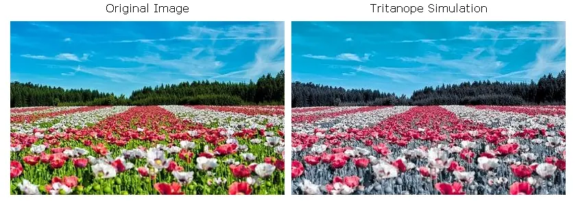 La Tritanopia, el mundo con otros ojos La Tritanopia, el mundo con otros ojos