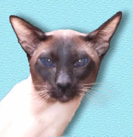 sabes que es un gato siamés?