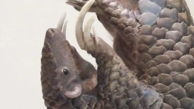 pangolin