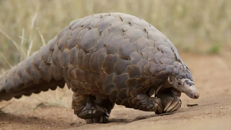 Los curiosos pangolines en peligro de extinción