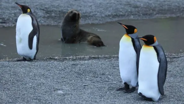 La terible historia de las focas que violan pingüinos...