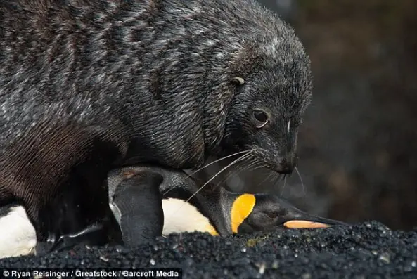 pinguinos