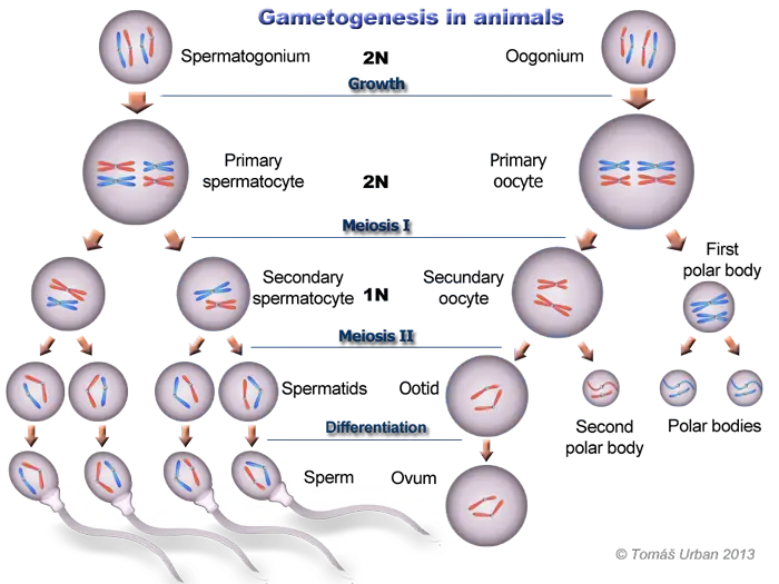 [GENÉTICA]Cómo el hombre determina el sexo de su futuro hijo