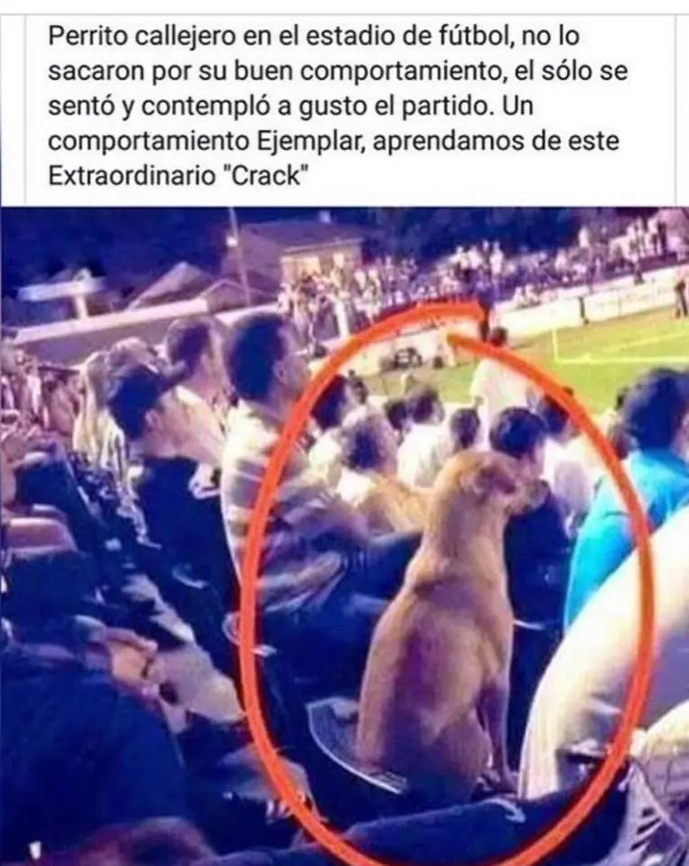Imagenes de humor para linces deportistas-P7