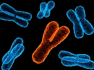 [GENÉTICA]Cómo el hombre determina el sexo de su futuro hijo