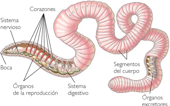 imagenes
