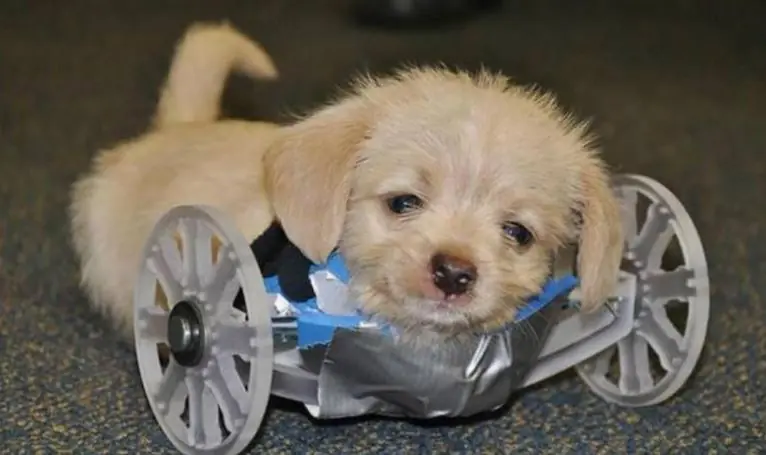 Perrito invalido podrá caminar gracias a la ciencia