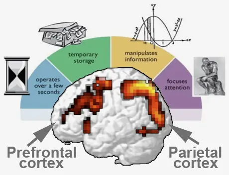 El fin del CI y el amanecer de la Memoria de Trabajo
