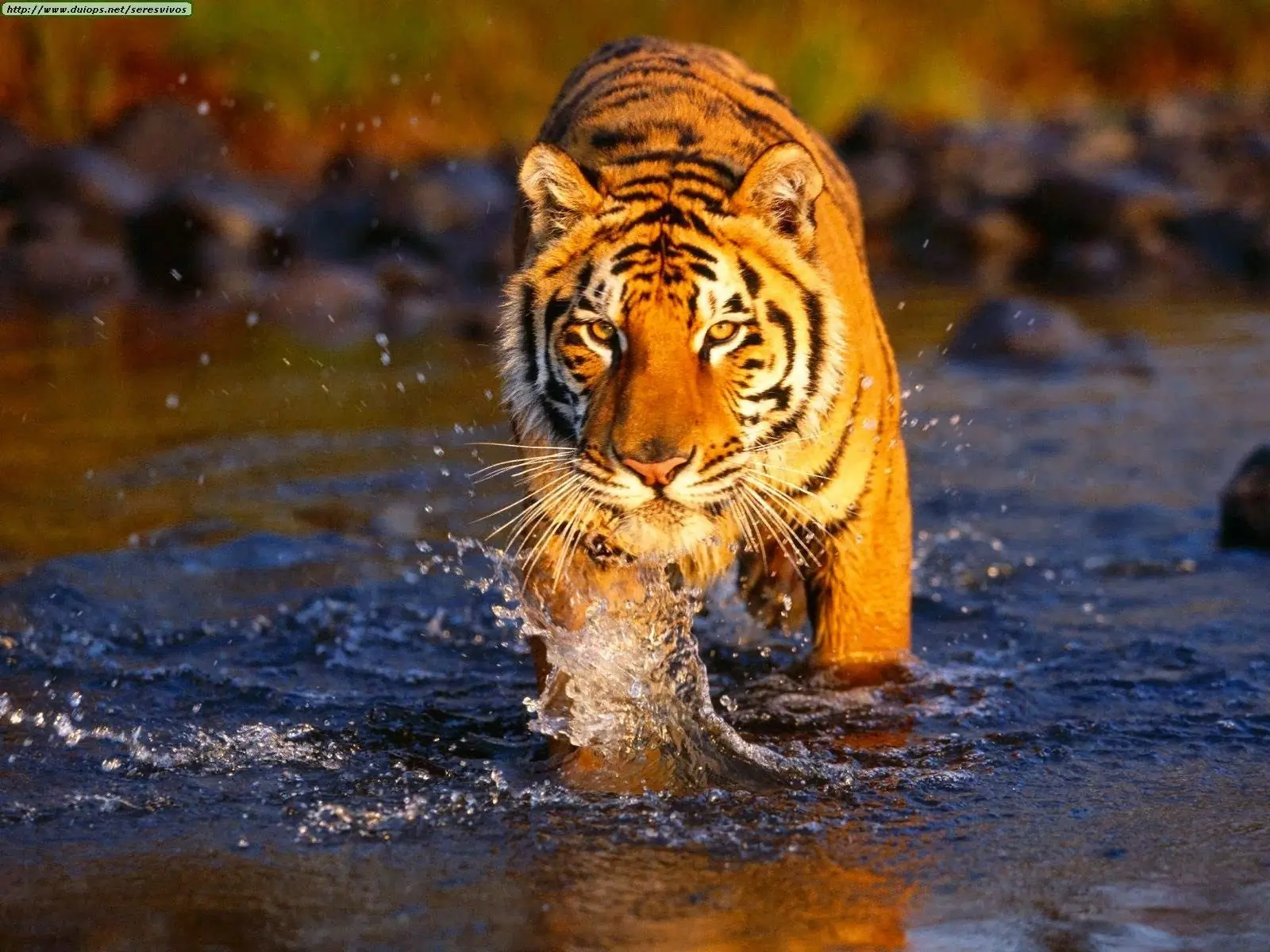 tigres tigres