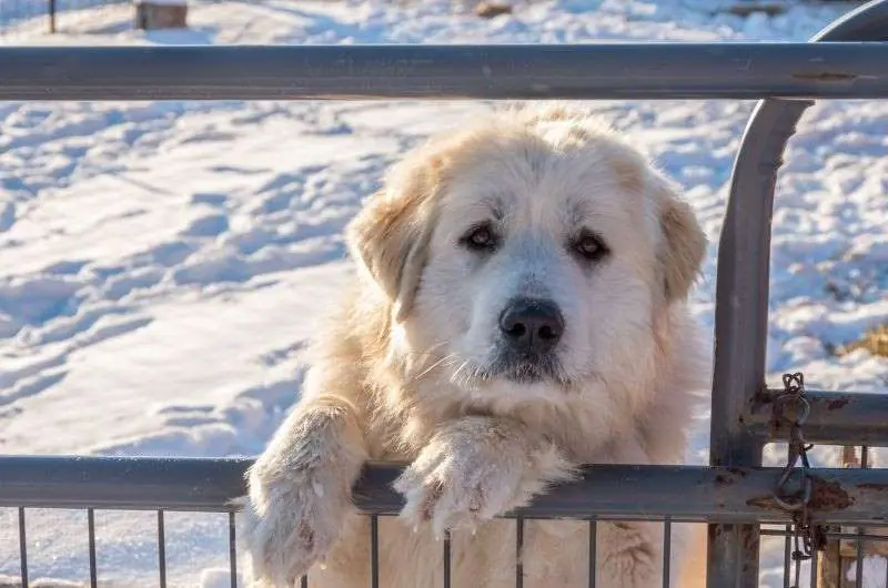 Razas de perros que han atacado a mas personas