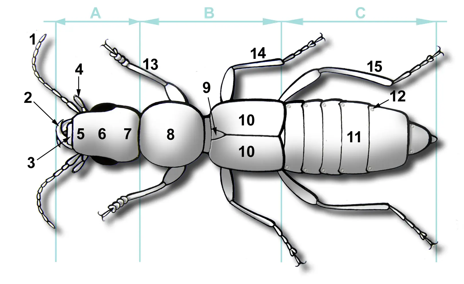 Los Insectos Para Tarea