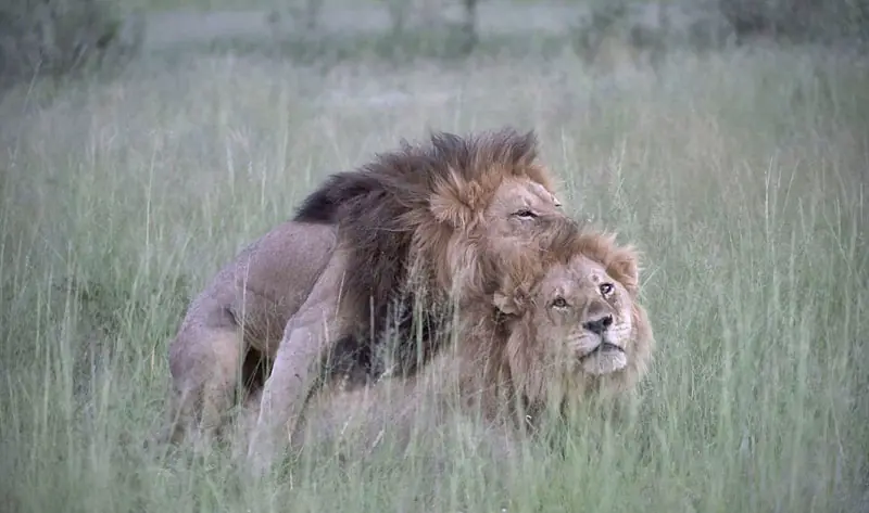 Descubren leones Gay en Botswana, Africa