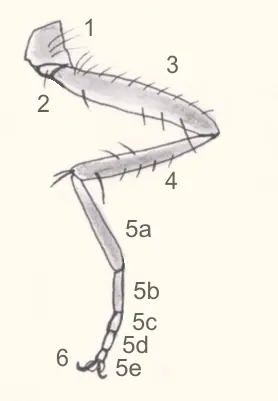 anatomia anatomia