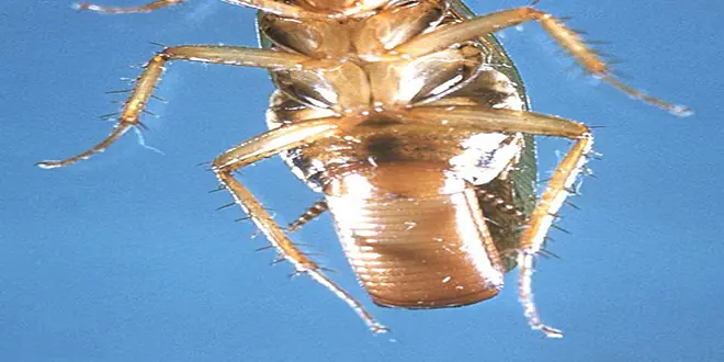 cucaracha