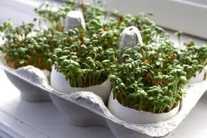 huevos