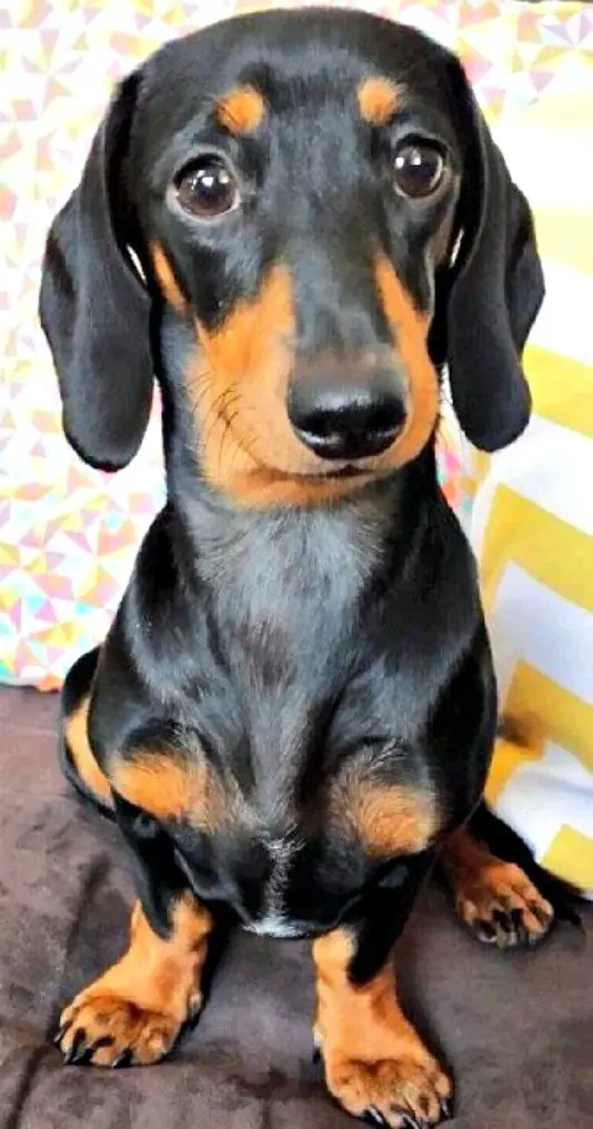 desgracia