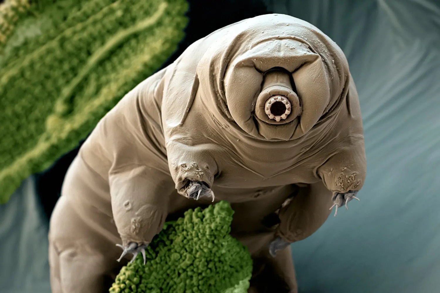 tardigrado