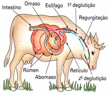 Verdades