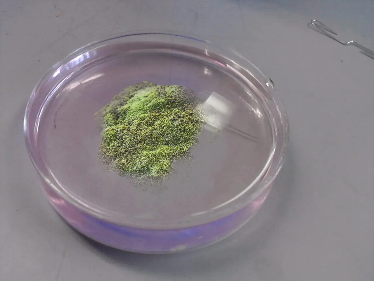 animal microscopico