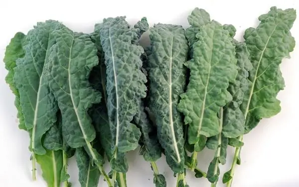 vegetarianos