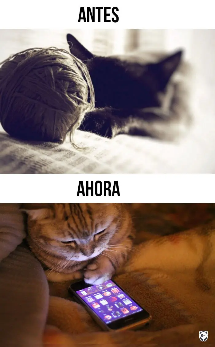 gatos