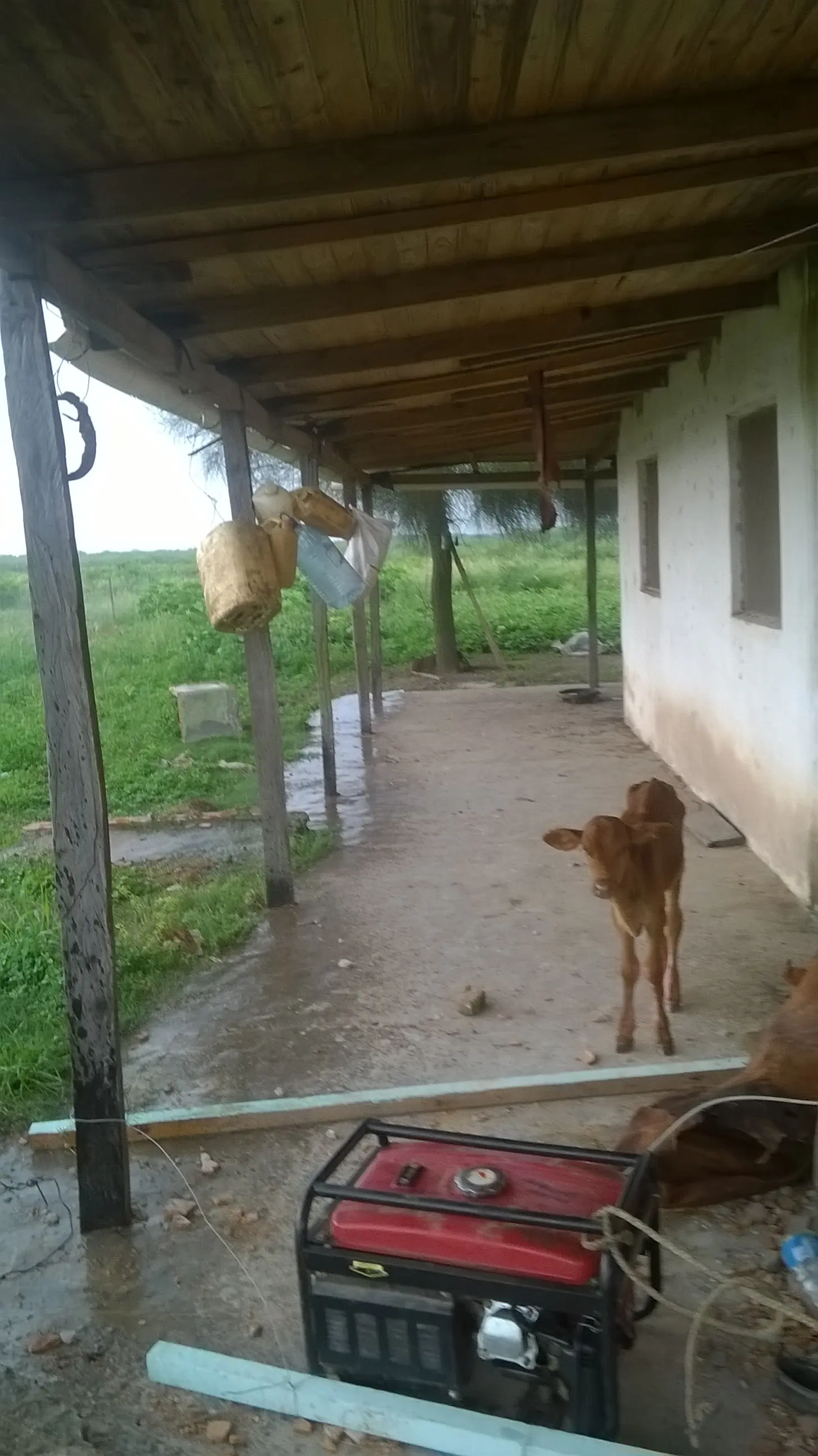 Campo