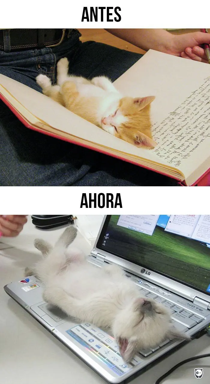 gatos