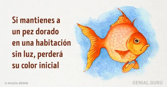 Parecen