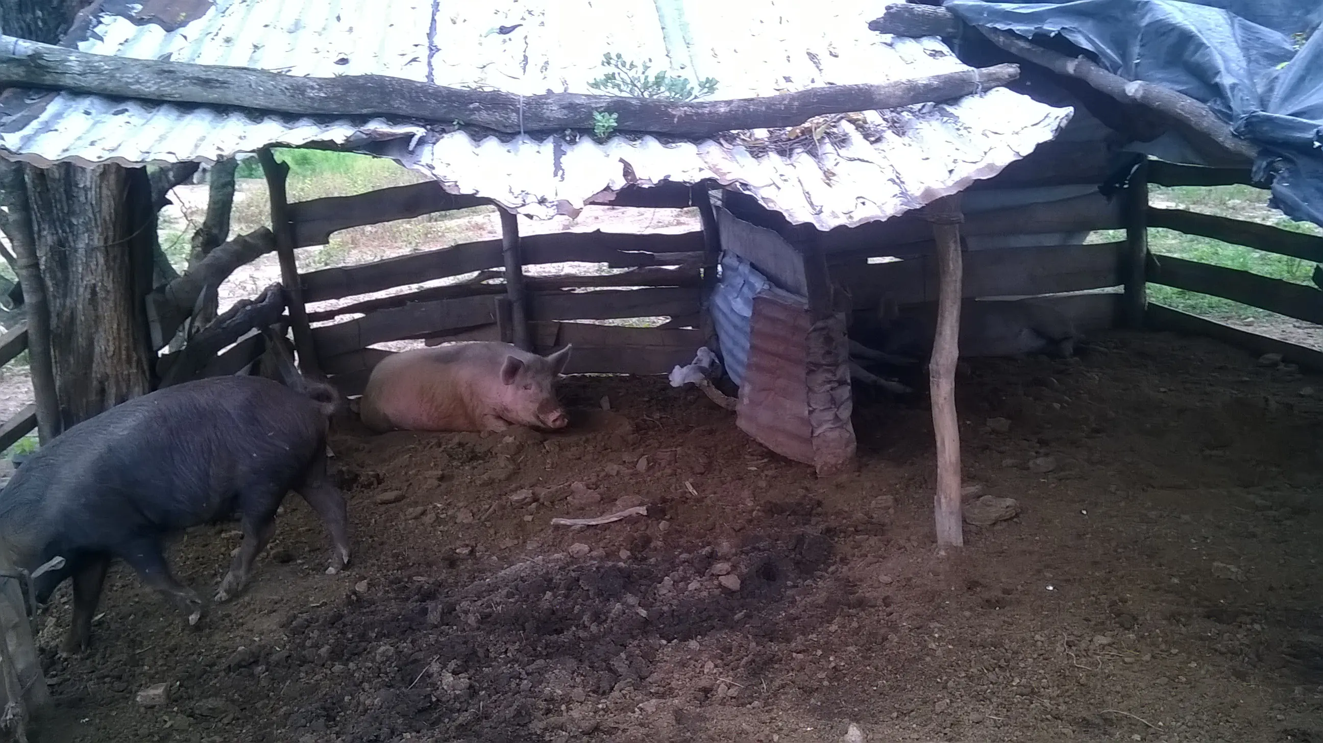 Campo