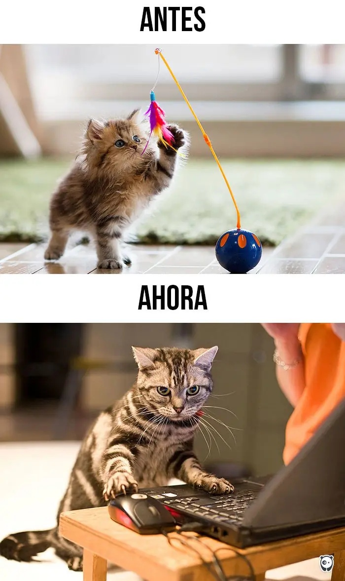 Cómo la tecnología le ha cambiado la vida a los gatos