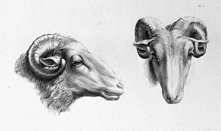 burros