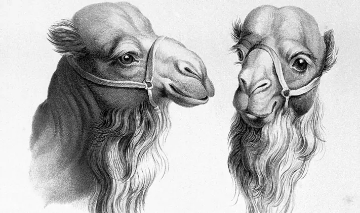 camellos