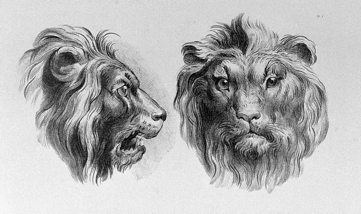 osos