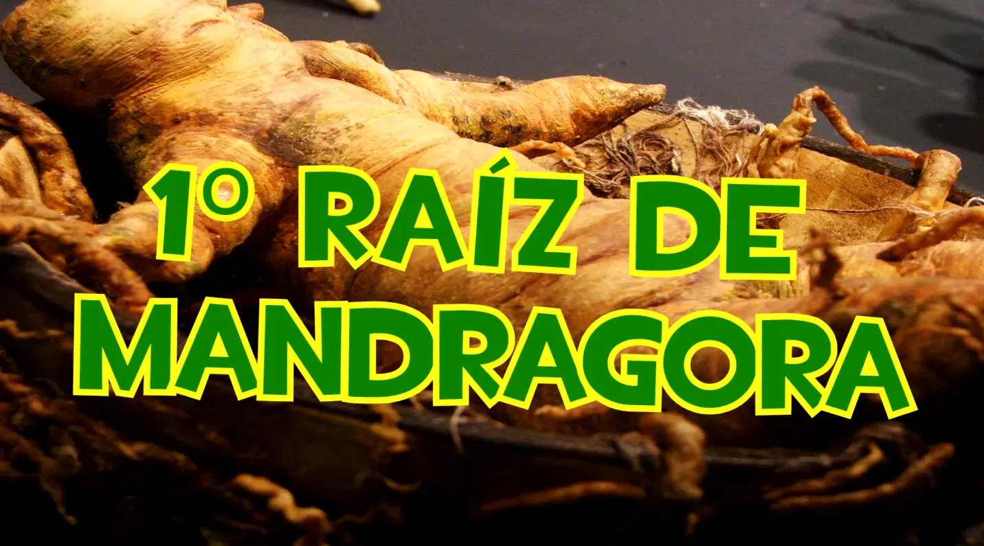 como crear un homunculo real