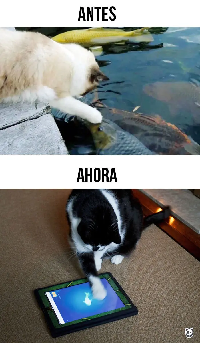 Cómo la tecnología le ha cambiado la vida a los gatos