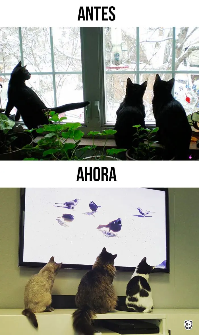 Cómo la tecnología le ha cambiado la vida a los gatos