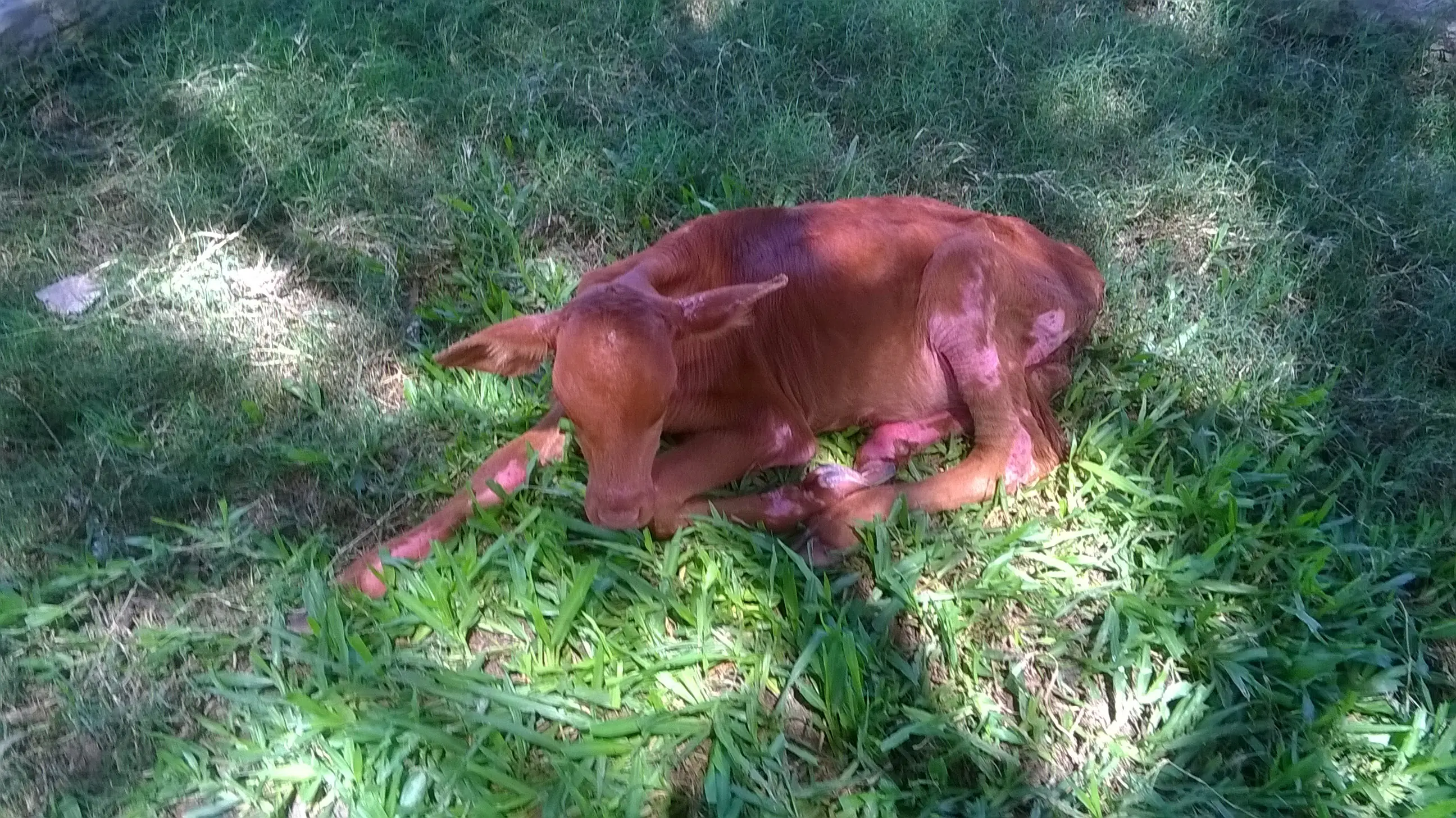 Te gusta el campo, Pasa maquinola