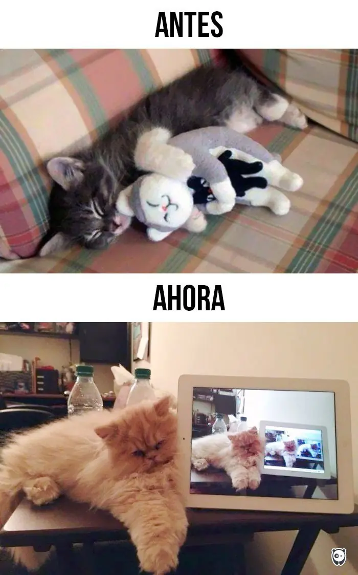 gatos tiernos